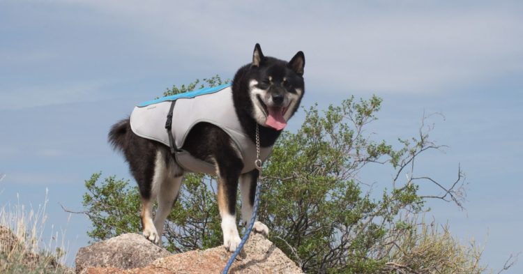 SHIB Flippened DOGE With $160M in ‘Smart Money’ Backing Latest Pump, Blockchain Data Shows