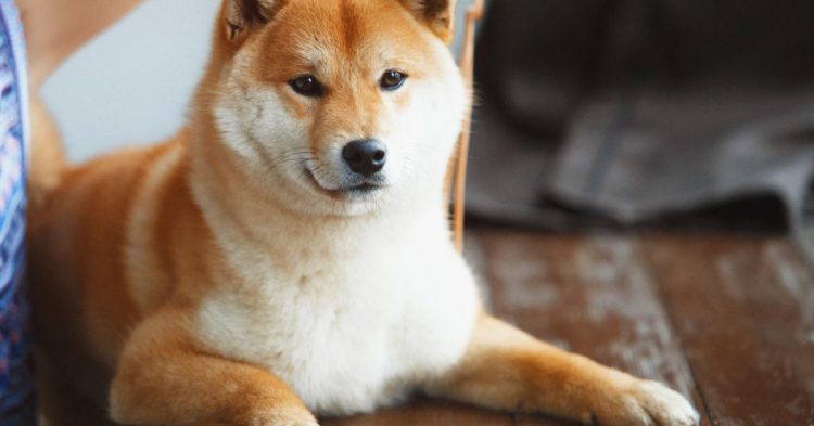 London Commuters Face Ad ‘Assault’ by New Musk-Inspired Coin: Report