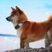 Shiba Inu (SHIB) whales are responsible for 300% price jump