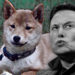 Shiba Inu-inspired crypto coins see price spike following Musk’s latest tweet
