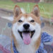 Shiba Inu (SHIB) storms up crypto rankings suggesting meme coins aren’t done yet
