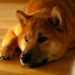 Huge Supply of Shiba Inu Makes it Pointles: Michael Burry