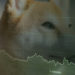 Shiba Inu (SHIB) jumps another 74% in seventh consecutive green day