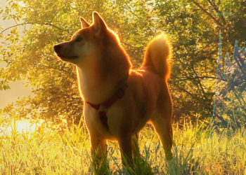 Analysts say these reasons were behind Shiba Inu’s (SHIB) 300% rise last month