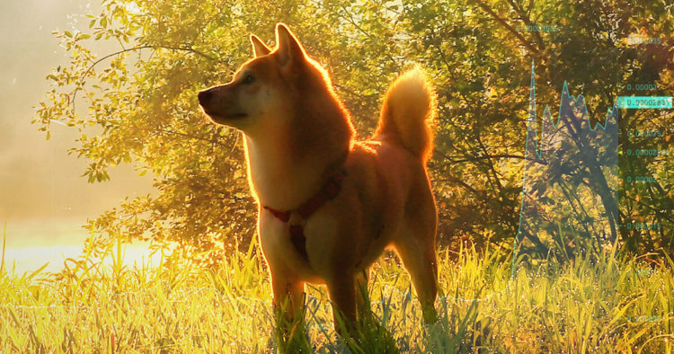 Analysts say these reasons were behind Shiba Inu’s (SHIB) 300% rise last month