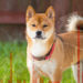 Shiba Inu (SHIB) trading volume surpassed that of Ethereum (ETH) on Sunday