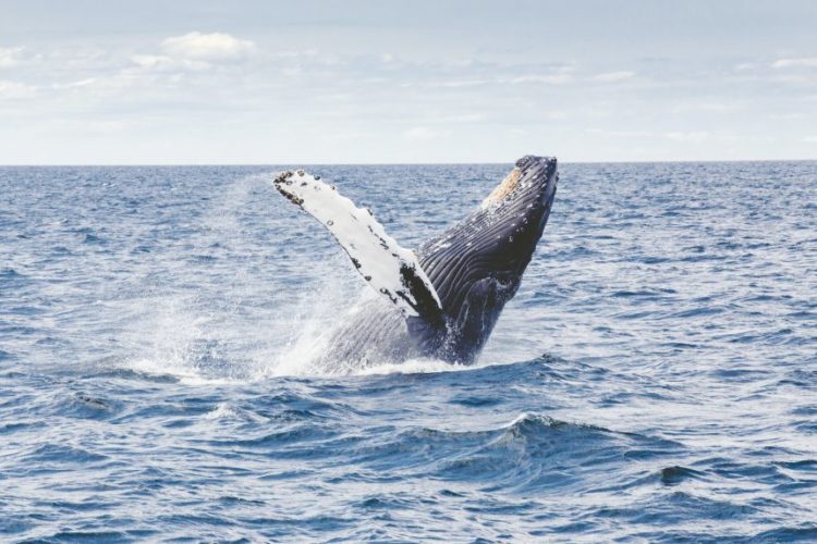 Whales Are Building Their Positions On Derivatives