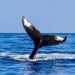 Data Shows Whales Are Dumping, But Bitcoin Holds Above $60k