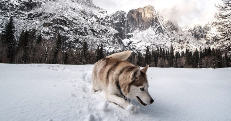 Avalanche’s first memecoin SDOG ends in a $30M rugpull