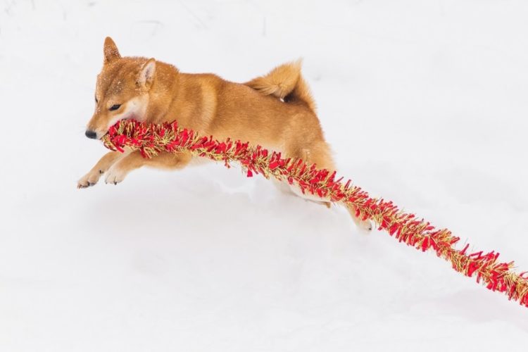 ‘Uniquely DOGE Proposal’, Binance ‘Funds SAFU’, Monero-Mining Spider-Pirates, Late Thai CBDC + More News