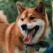 Shiba Inu makes a comeback, but are meme coins sustainable long term?