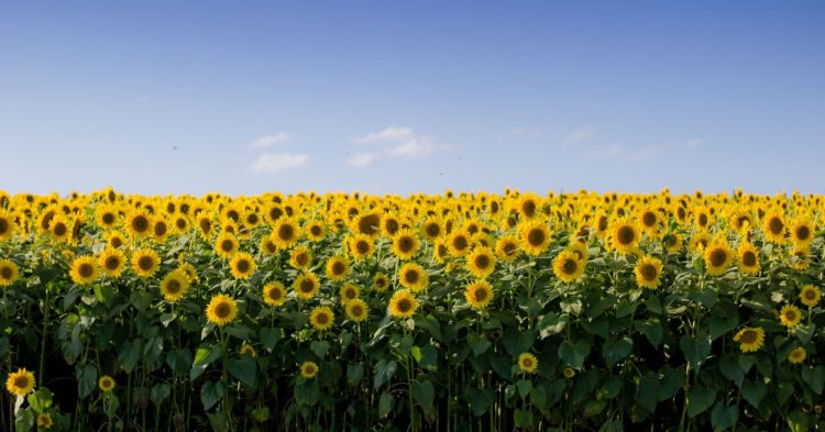Polygon Under Accidental Attack From Swarm of Sunflower Farmers