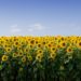 Polygon Under Accidental Attack From Swarm of Sunflower Farmers