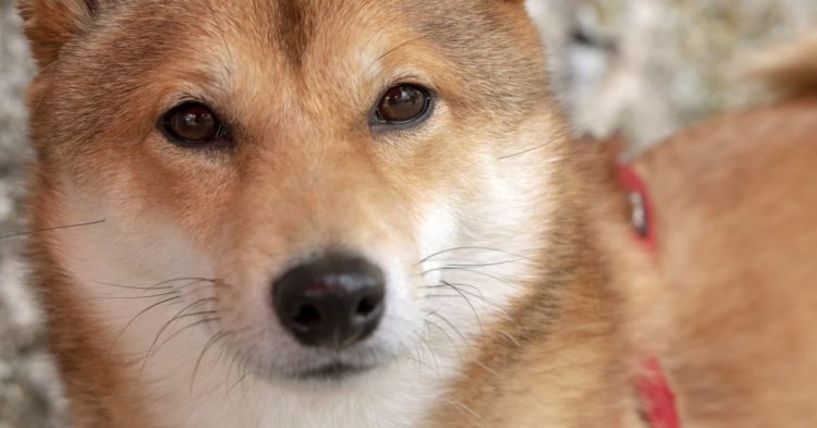 Dogecoin Surges 11% as Payments Go Live on Tesla Store