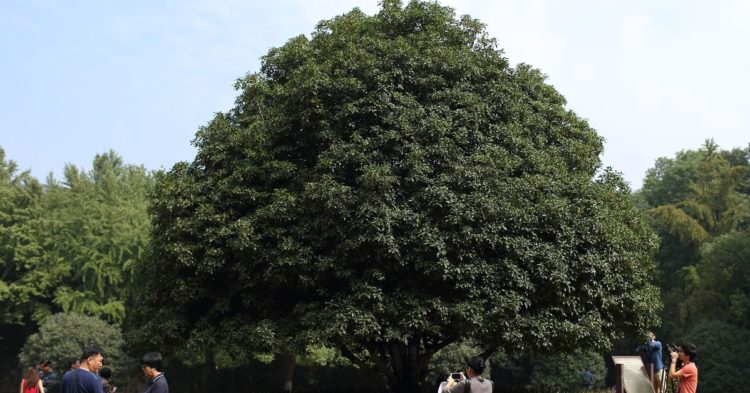 WisdomTree Launching Retail Crypto App