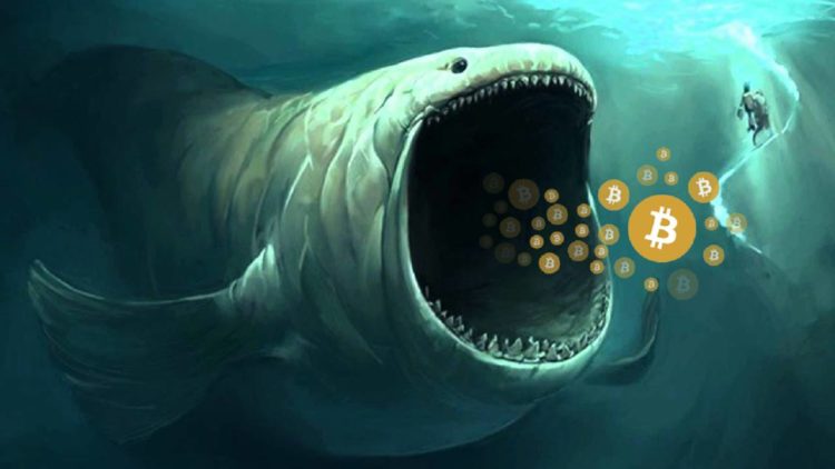 Bitcoin Whales Take Advantage Of Market Crash To Gobble Up Millions In BTC