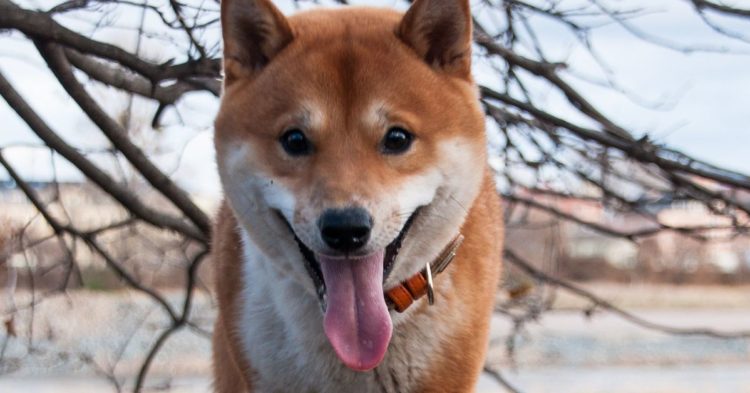 Dogecoin Core Developer Ross Nicoll to Step Away