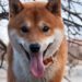 Dogecoin Core Developer Ross Nicoll to Step Away
