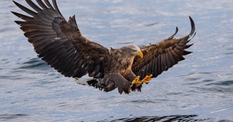 Fed’s Hawkish Pivot May Not Last, Bitcoin Analysts Say