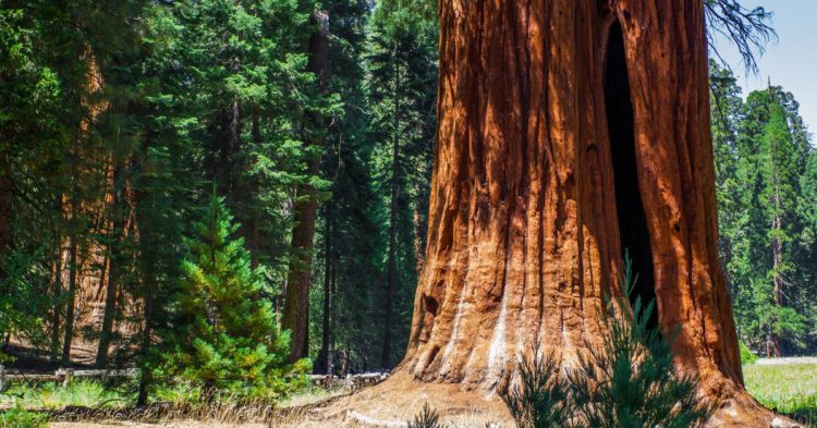 Sequoia Capital Looking to Raise Up to $600M for New Crypto Fund