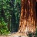 Sequoia Capital Looking to Raise Up to $600M for New Crypto Fund