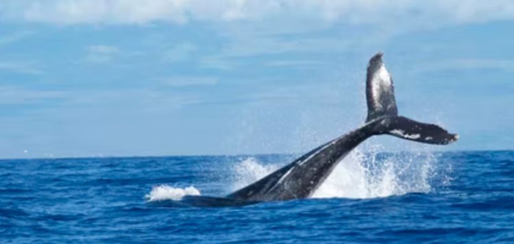 Cardano Whales Hoard?, What Could Save ADA From Further Losses