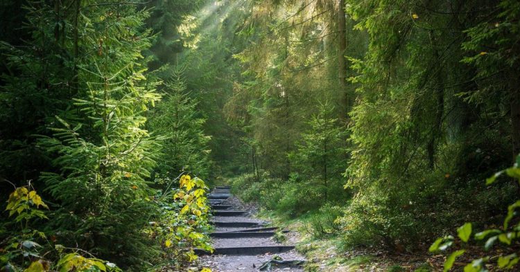 JustCarbon, Likvidi Launch Blockchain Markets for Carbon Credits