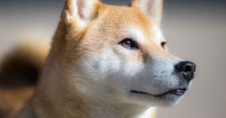 Shiba Inu's Metaverse Will Feature More Than 100K Land Plots