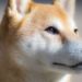 Shiba Inu's Metaverse Will Feature More Than 100K Land Plots