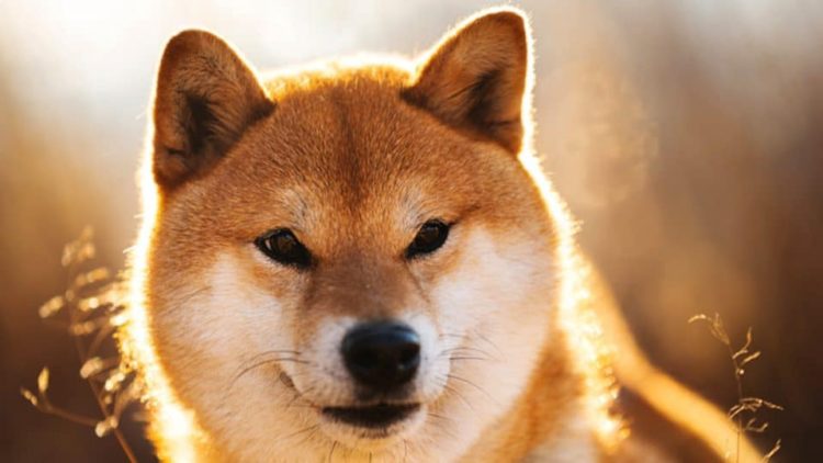 Whales grab 470B Shiba Inu tokens as active addresses keep declining