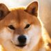 Whales grab 470B Shiba Inu tokens as active addresses keep declining