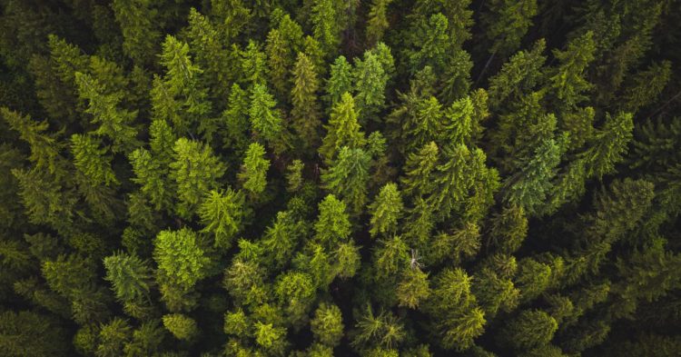 Crypto Carbon: Can Blockchain Networks Fix Carbon Offsets?