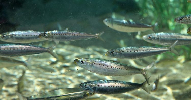 First Mover Asia: Bitcoin Minnows Have Pushed the Whales to the Side; Bictoin, Ether Steady