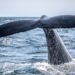 More Correction Soon? Bitcoin Whale Ratio Remains Elevated