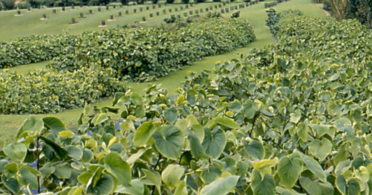 Kava Onboards Sushi With $14M in Developer Incentive Funding