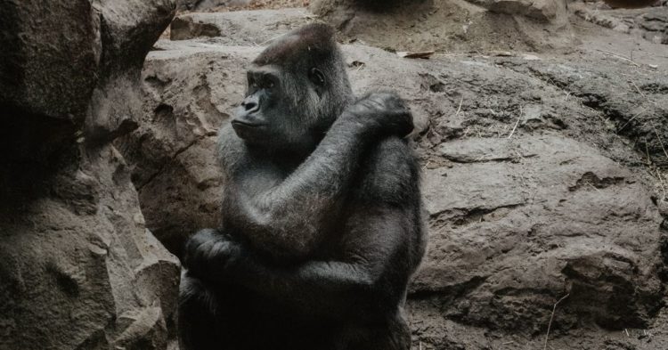 ‘Smart Money’ Wallets Are Unloading APE, Filling Up on aSTETH, Nansen Data Suggests