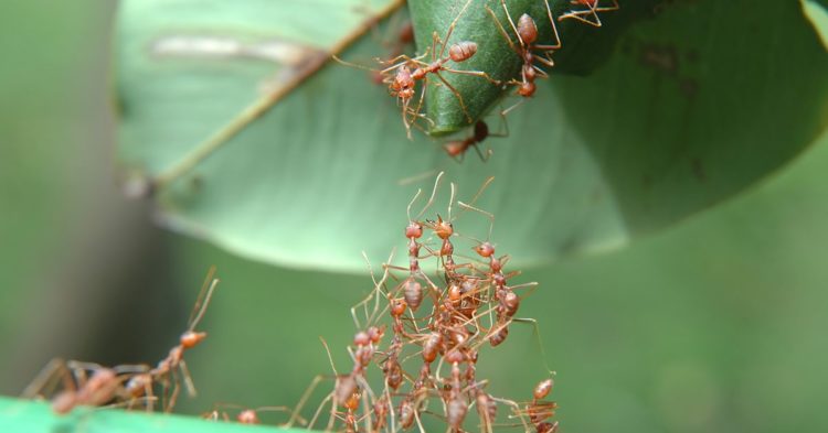 Even Giants Started Out Small: Cooperation and the Early Days of Bitcoin