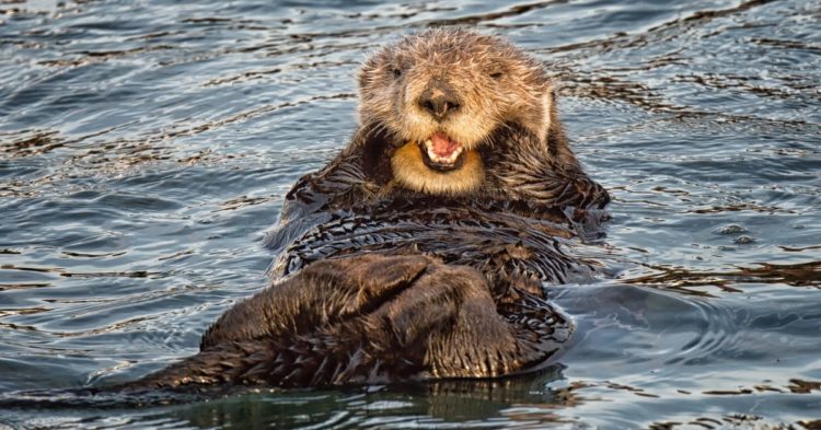 Nexo Sends Cease and Desist Letter to  Anonymous Twitter Account Accusing It of Embezzlement