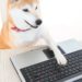 Speculation Fuels Shiba Inu, Dogecoin to Biggest Seven-Day Gains as Bitcoin Steadies