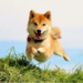 Shiba Inu Hops By 45% In A Week – What Could Have Pushed SHIB Up?