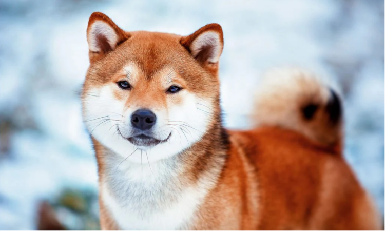 Shiba Inu Down By 2.03%