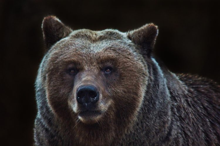 Crypto bear market could last another 8 months