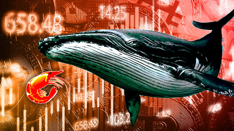 Shrimps vs. Whales — Small holders accumulate Bitcoin as whales dump