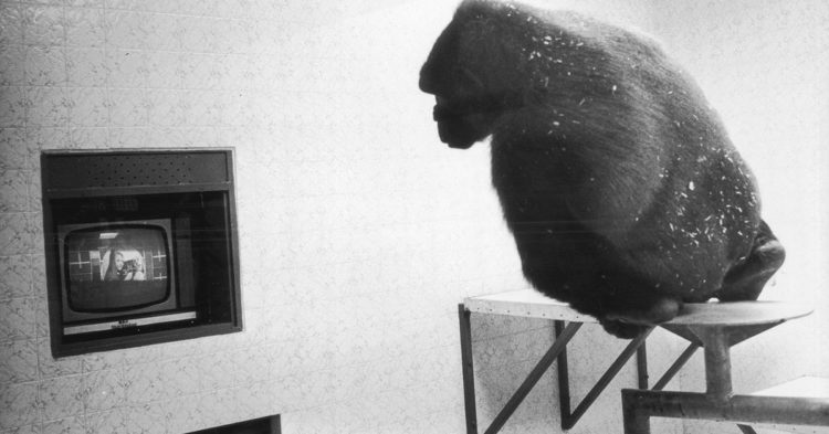 AMC and Wall Street Are Learning All the Wrong Lessons From Crypto