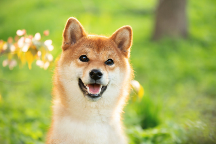 Dogecoin Slowly Retests $0.06 As DOGE Is Seen Moving Higher Over The Next Days
