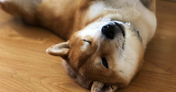 Dogecoin Soars as Elon Musk's Twitter Deal Nears Completion