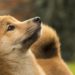 Dogecoin Loses Momentum From Elon Musk Twitter News