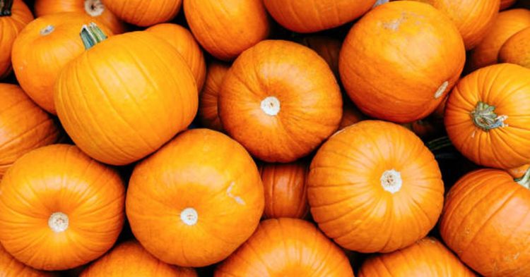 Bitcoin Sees No October Rise Yet; the Dollar as the Protocol in the Future of Money?