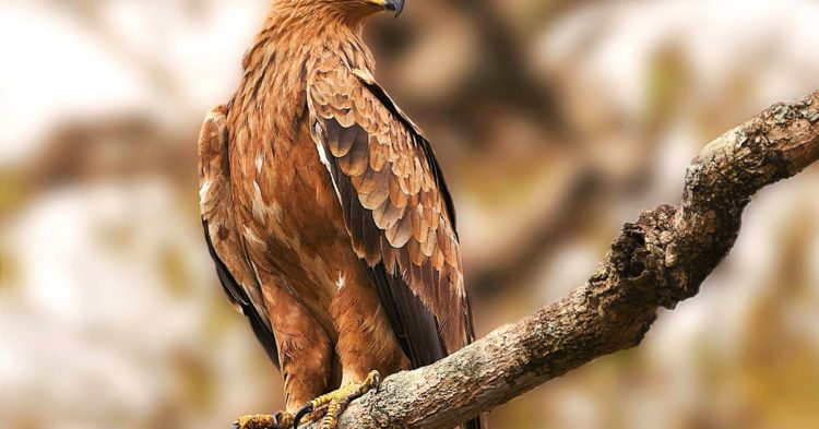 Bitcoin Holds Its Perch Over $19K and Is Likely to Continue Trading in Its Current Narrow Range