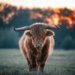 Bitcoin Bullish Signal: Exchange Outflows Spike Up